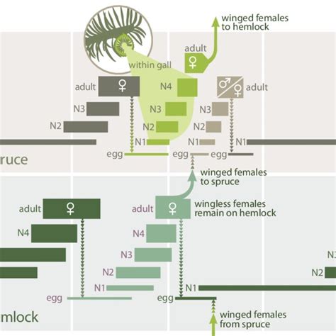 Hemlock woolly adelgid life cycle. In Japan, the adelgid alternates... | Download Scientific Diagram