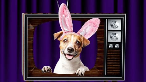 Cadbury’s Bunny Commercial Tryouts Are Open Now For A Chance To Make Your Pet Famous