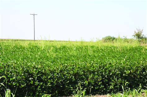 Herbicide Resistance In Waterhemp Continues To Grow - CropLife