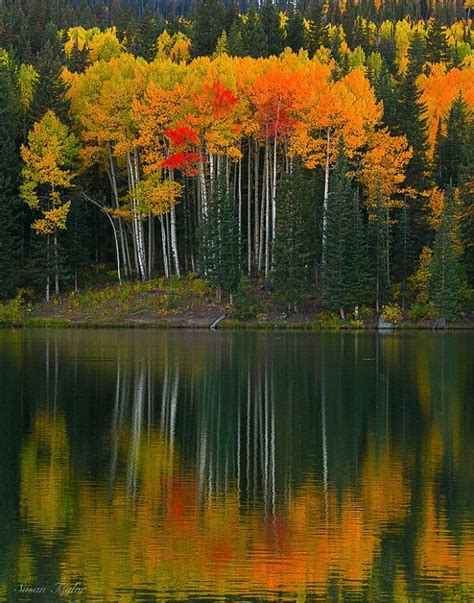 Tree reflection in the Lake : r/oddlysatisfying