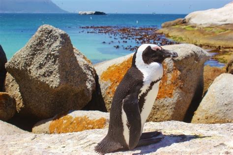 African Penguins At Boulders Beach In Simon's Town, South Africa ...