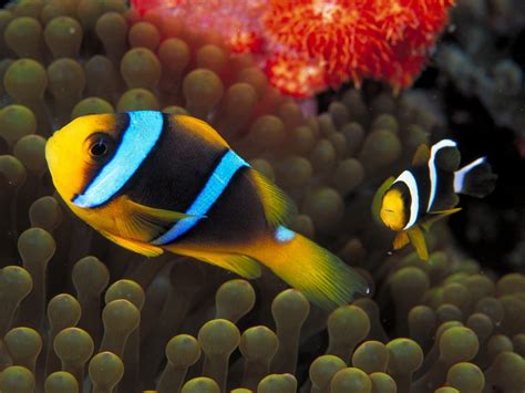 PicturesPool: Beautiful Fishes Wallpaper Pictures | Sea Water Animals