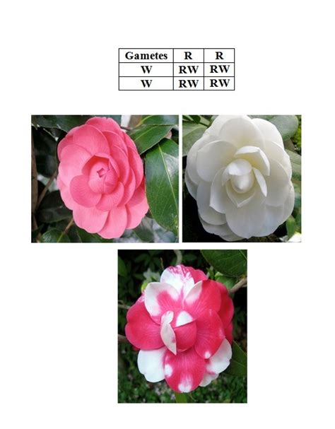 In camellia plants, flower color is controlled by a single gene with codominant alleles. A ...