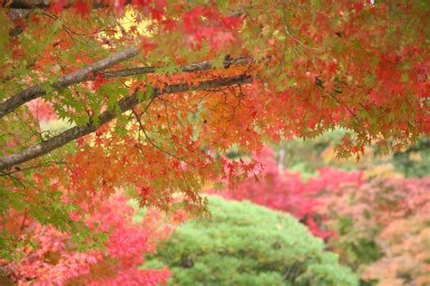 Autumn in the Gardens of Kyoto- Globalphile