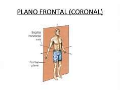 PLANO FRONTAL O CORONAL – Blog de Fisioterapia