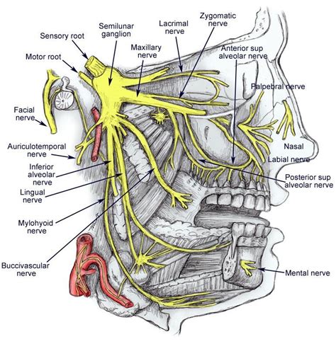 Trigeminal Nerve Diagram with Branches