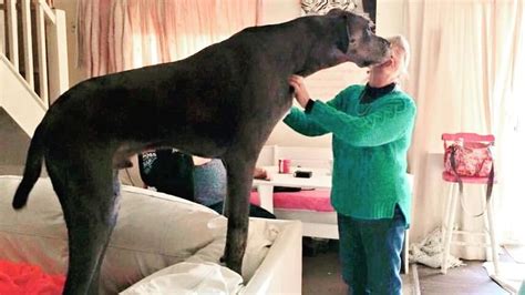 Freddy, a 7 Feet 6 Inches Great Dane, Is the World’s Largest Dog