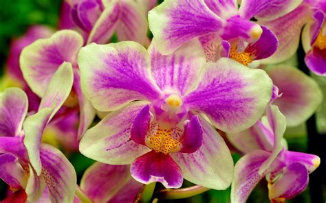 White and purple orchids wallpaper - Flower wallpapers - #40399