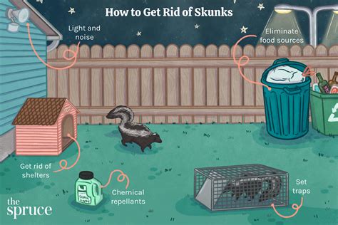 How to Get Rid of Skunks—and Keep them Away | Getting rid of skunks, Skunk, Bird garden