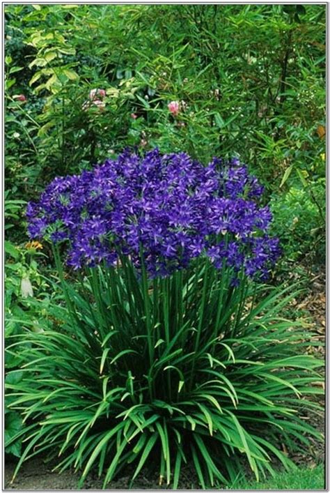 perennials that bloom all summer long | Blue Perennial Flowers That ...