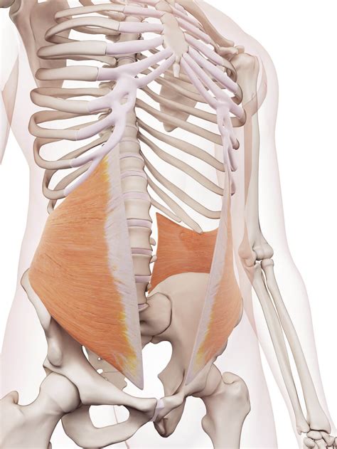 External and Internal Oblique Muscles