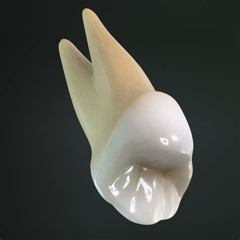 Oberer erster Prämolar 3D-Modell - TurboSquid 577304