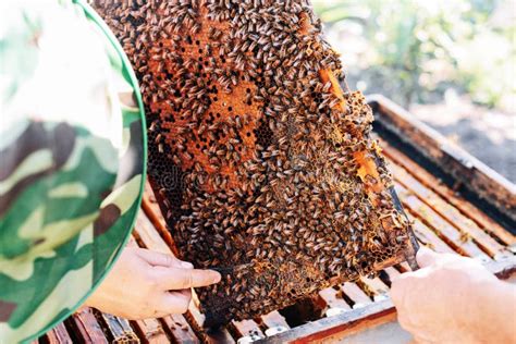 Frames of a Bee Hive. Beekeeper Harvesting Honey Stock Image - Image of hobby, farming: 76699617