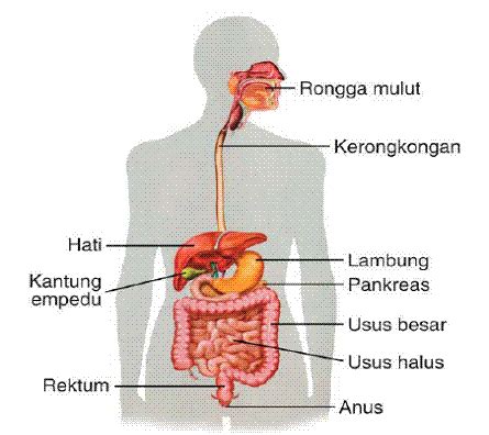 Sistem Pencernaan (manusia) - Paijo Menulis