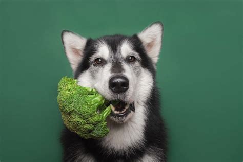 Can Dogs Eat Broccoli? Check Out In Detail | Pets Nurturing