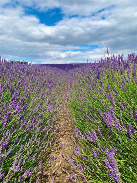 The Best Time to Visit Hitchin Lavender Fields and Sunflower Farm 2024 ...