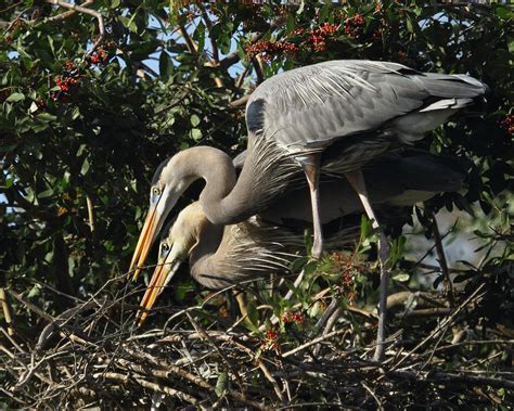 Great Blue Heron nesting pair Photograph by Karen DiNoto - Fine Art America