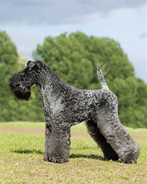 Kerry Blue Terrier | Breeds A to Z | The Kennel Club