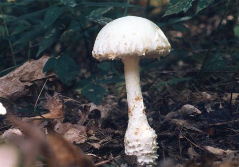 Destroying Angel mushroom (Aminita), woods near Upper Afton Road, St. Paul, MN. Early 1980's ...