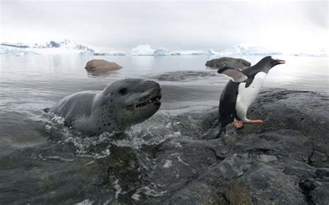 Animal photos of the week: 23 August 2013 | Tiere, Antarktis