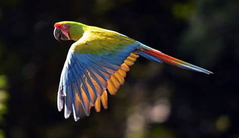 Guacamayo verde | Macaw, Parrot, Endangered species