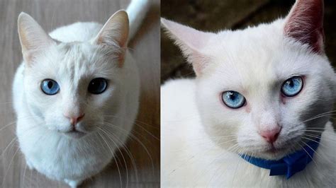 5 nombres para gatos blancos y con ojos azules con significado bonito ...