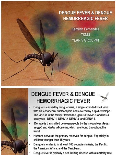 Dengue Fever & Dengue Hemorrhagic Fever | Virus | Shock (Circulatory)