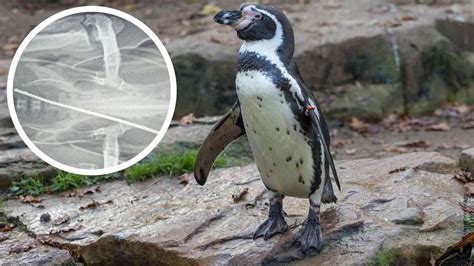 Penguin swallowed the frame of his glasses - rescued on the operating table