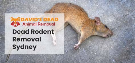 Dead Rodent Removal Sydney - Davids Dead Animal Removal