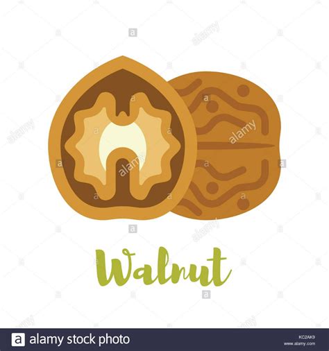 walnut shell illustration - Google Search | Walnut shell, Illustration, Walnut