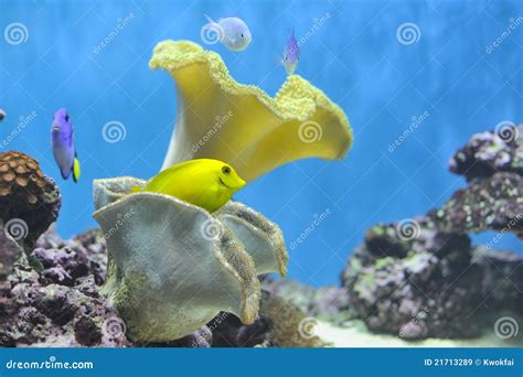 Nemo Fish Tank stock image. Image of creatures, life - 21713289