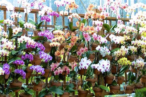 Orchid wall at the Atlanta Botanical Gardens | Garden center displays ...