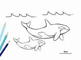 Orca Coloring Sheet sketch template