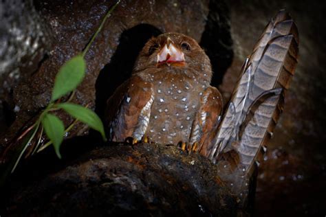 10+ Oilbird Photos Stock Photos, Pictures & Royalty-Free Images - iStock