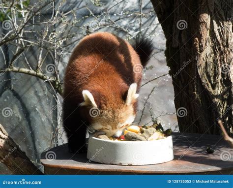 Little Red Panda at the Food. Closeup while Eating Stock Image - Image of green, background ...