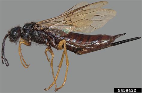 Sirex woodwasp (Sirex juvencus juvencus)