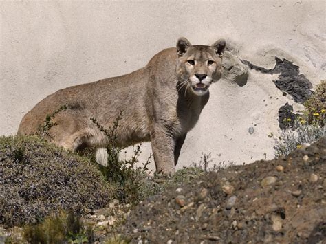 puma male do not come any closer | Torres del paine national park, Torres del paine, National parks