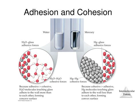 Cohesion Vs Adhesion