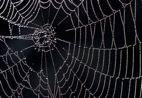 How spider webs achieve their strength | MIT News | Massachusetts Institute of Technology