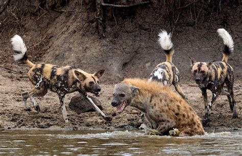 1 Incredibly Savage Hyena Throws Down With 14 Wild Dogs Caught On Video ...