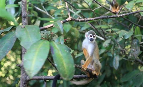 Video: Tropical Rainforest Diversity | Exploring Ecosystems