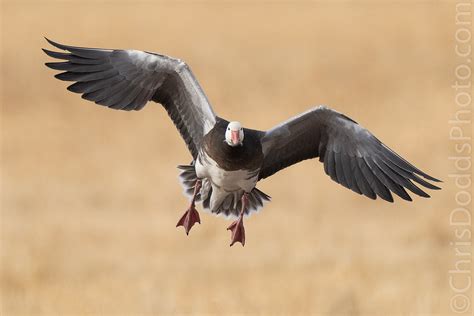 Snow Goose (blue morph) Landing Head-on — Nature Photography Blog