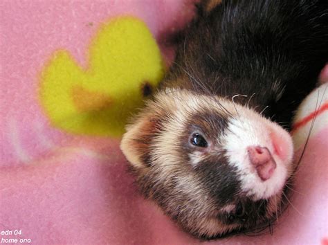 Ferret - Ferrets Photo (14619379) - Fanpop