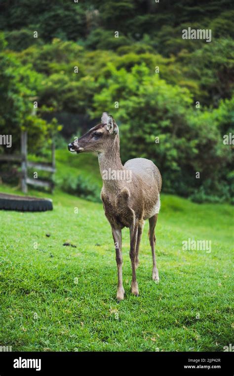 Cervid species hi-res stock photography and images - Alamy