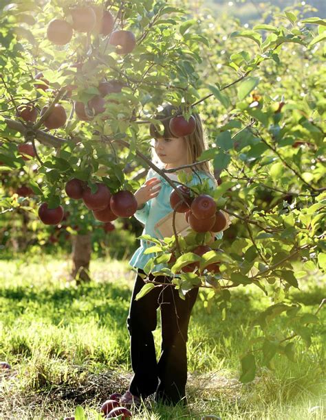 “Pick Your Own” at Connecticut Farms | Visit CT