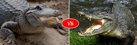 Alligator vs Crocodile fight comparison- who will win?