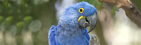 Hyacinth Macaw - Animal Facts and Information