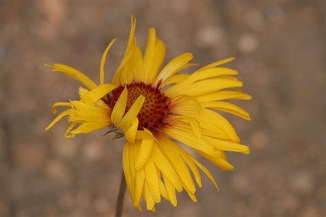 Windy Flower Photograph by Gregory Yost