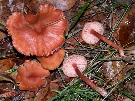 California Fungi: Laccaria laccata