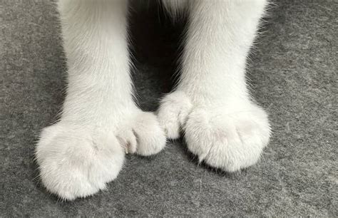 Polydactyl Cats: The Charm Of Extra Toes | Kingsdale Animal Hospital